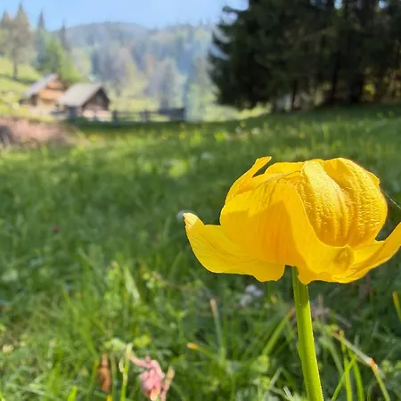 Praprotnica Pokljuka * Srednja Vas v Bohinju