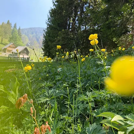 Praprotnica Pokljuka *
